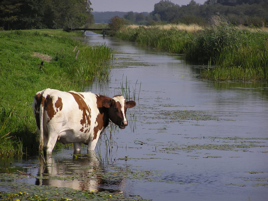 Koe in een sloot