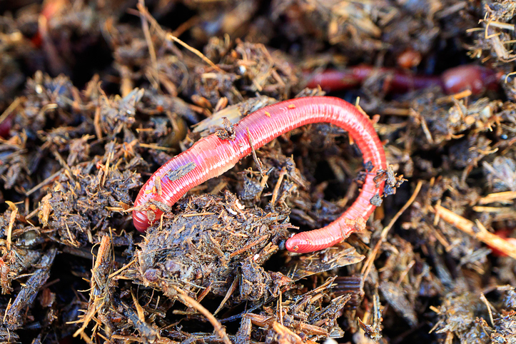 red manure worm for fishing against the backdrop of the dung heap Worm in vitale bodem