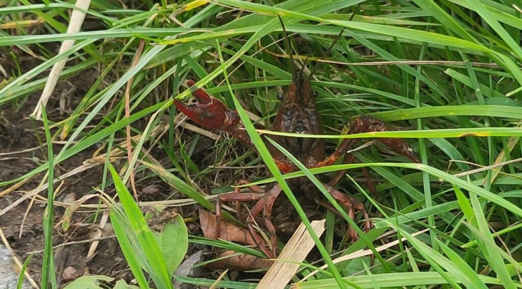 Rivierkreeft