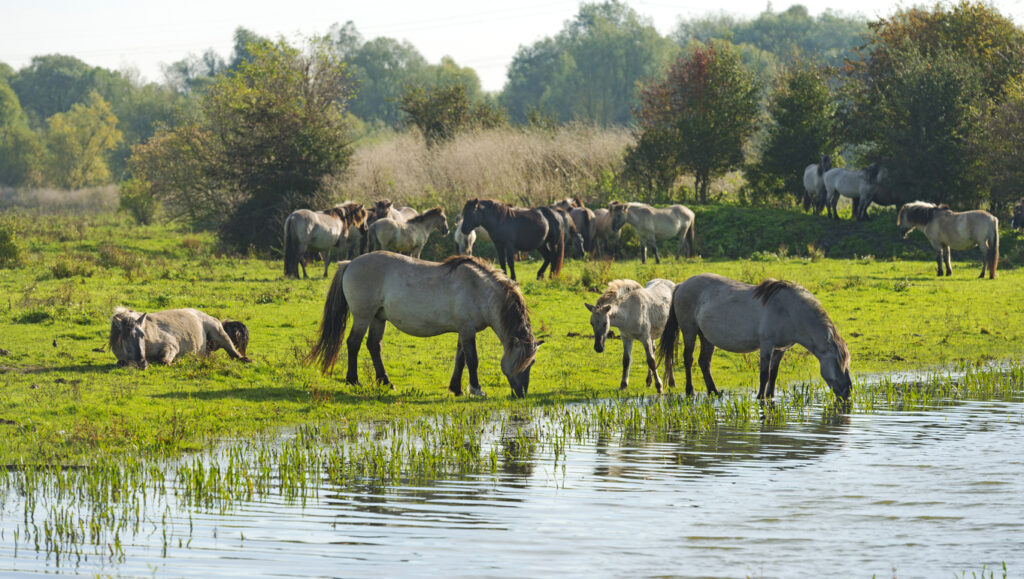 Paarden bij Oostvaardersplassen Flevoland