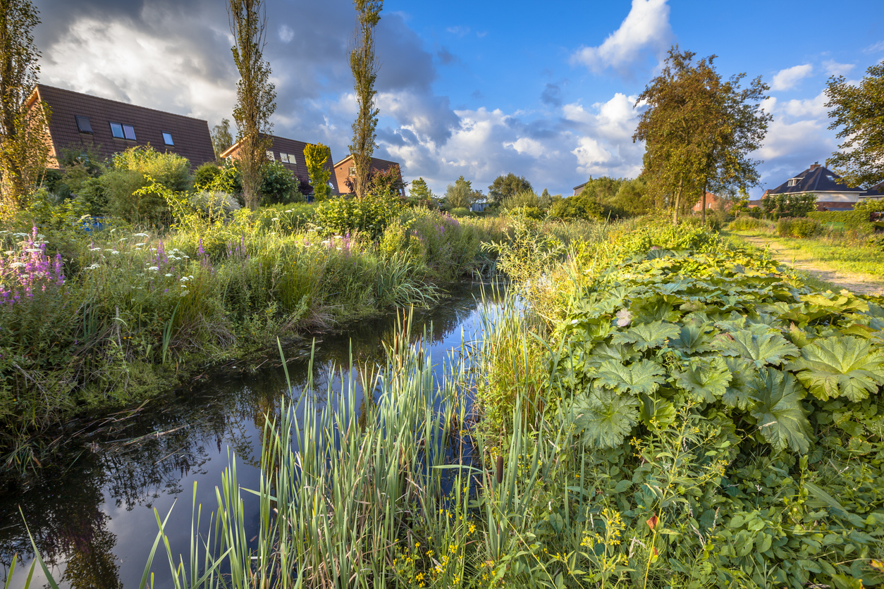 Excessive rainwater discharge draining canal with natural vegetation on the banks serving as an ecological connection in the urban area of Soest, Netherlands