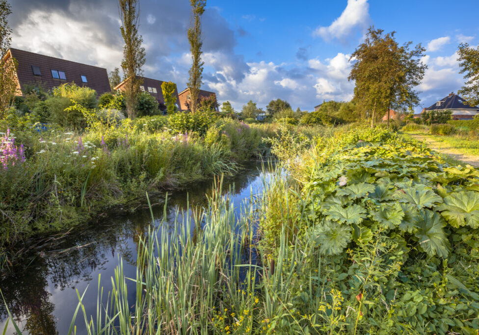 Excessive rainwater discharge draining canal with natural vegetation on the banks serving as an ecological connection in the urban area of Soest, Netherlands