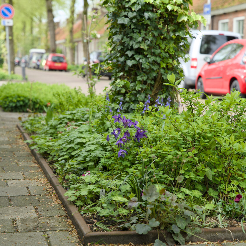 Urban gardens in the city of Groningen