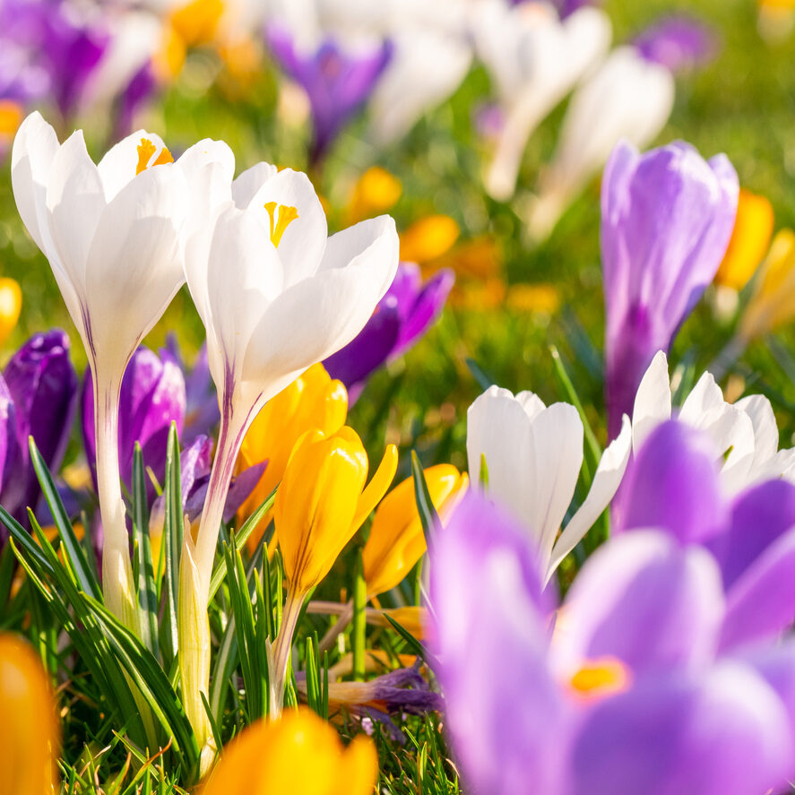 Colorful crocuses on a meadow on a sunny spring day.