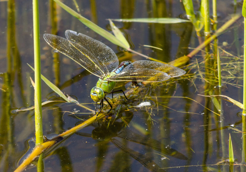 a closeup of a dragonfly in the water