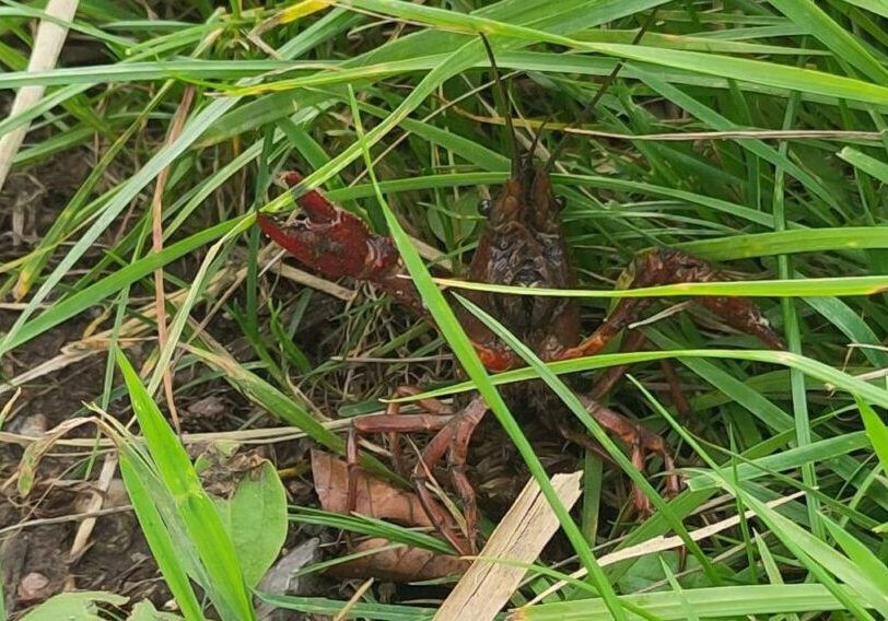 Rivierkreeft