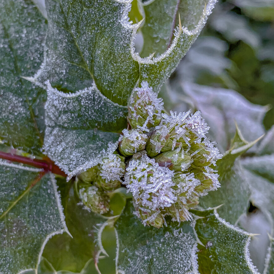 Hoarfrost on the leaves of holly, close-up