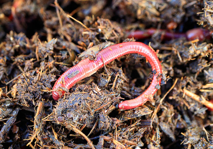 red manure worm for fishing against the backdrop of the dung heap Worm in vitale bodem